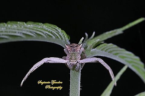 Thomisus Crab Spider, Thomisidae  Geotagged,Indonesia,Summer