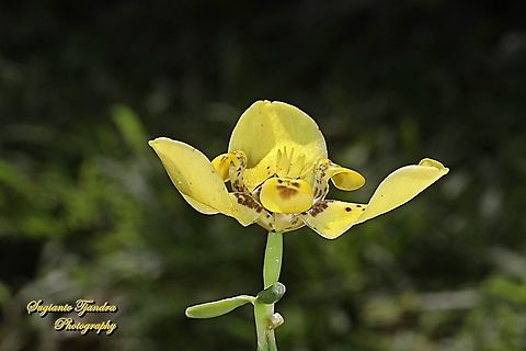 Walking Iris flower, Trimezia steyermarkii, family Iridaceae  Geotagged,Indonesia,Summer,Trimezia steyermarkii