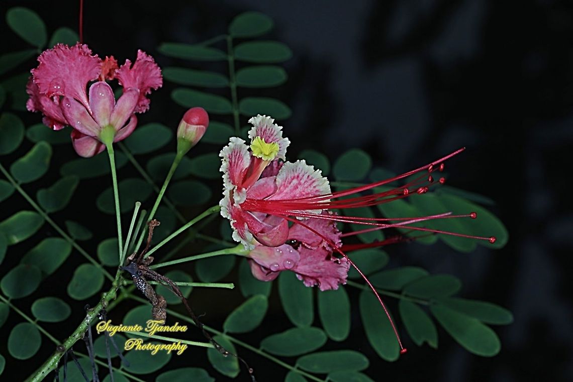 Kembang Merack/Peacock flower, Caesalpinia pulcherrima  Caesalpinia pulcherrima,Geotagged,Indonesia,Summer