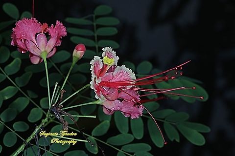 Kembang Merack/Peacock flower, Caesalpinia pulcherrima  Caesalpinia pulcherrima,Geotagged,Indonesia,Summer
