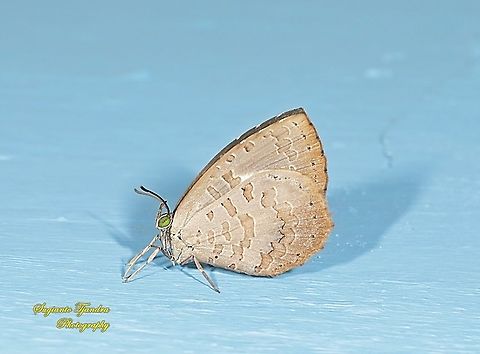 Miletus gopara gopara, family Lycaenidae  Geotagged,Indonesia,Miletus gopara,Summer