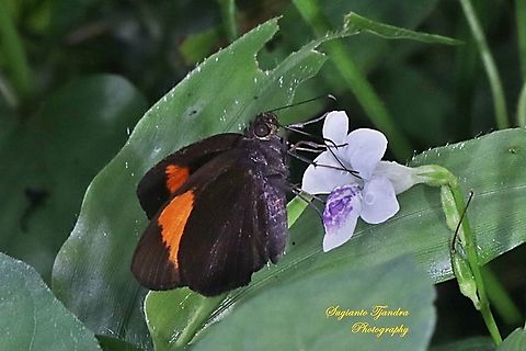 Skipper Butterfly, The Bright Red Velvet Bob, Koruthaialos sindu "sucking nectar on the Chinese Violet Weed flower, Asystasia gangetica"  Bright red velvet bob,Geotagged,Indonesia,Koruthaialos sindu,Summer