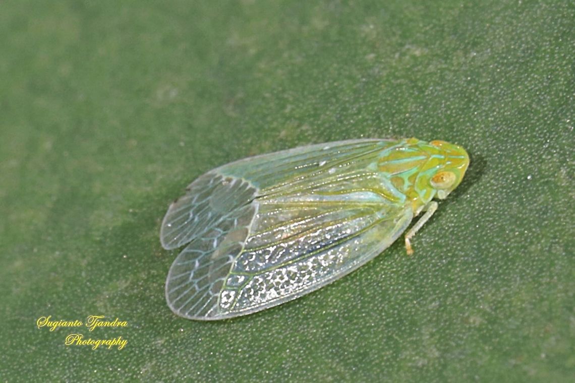 Grainy Planthopper, Kallitaxila granulata  Geotagged,Indonesia,Kallitaxila granulata,Summer