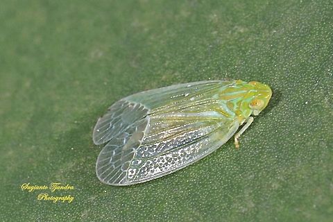 Grainy Planthopper, Kallitaxila granulata  Geotagged,Indonesia,Kallitaxila granulata,Summer