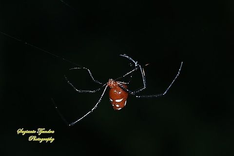 The red and silver dewdrop spider, Argyrodes flavescens  Argyrodes flavescens,Geotagged,Indonesia,Red and silver dewdrop spider,Summer