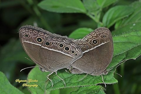 Horsfield's bush brown Butterfly (Mycalesis horsfieldi) "Mating"  Bushbrown butterfly,Geotagged,Indonesia,Mycalesis horsfieldii,Summer