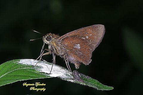 Skipper Butterfly, The Bright Long-spot Flitter (Isma damocles)  Geotagged,Indonesia,Isma damocles,Summer