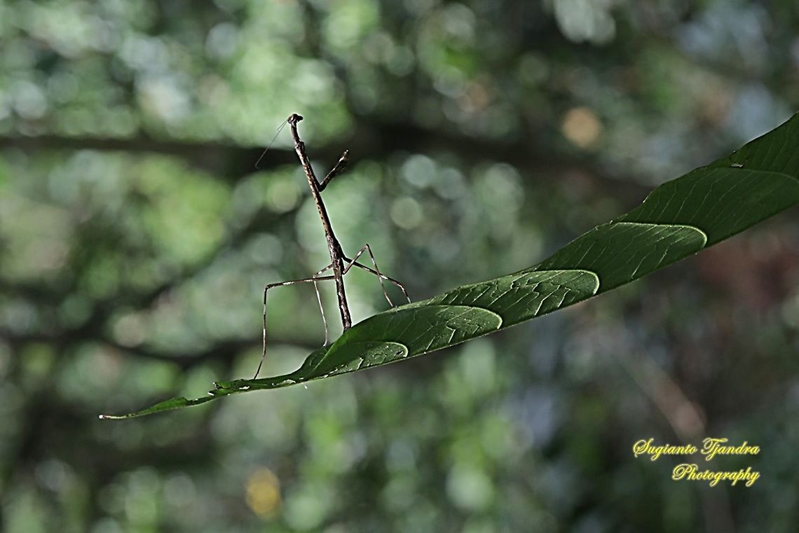 Stick Mantis, Mantidea  Geotagged,Indonesia,Summer