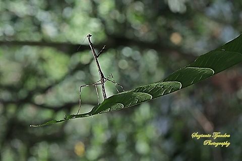 Stick Mantis, Mantidea  Geotagged,Indonesia,Summer