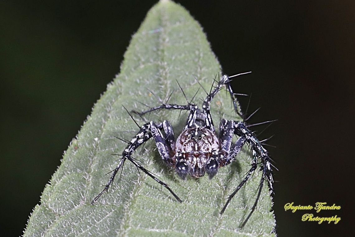Asian Lynx Spider, Hamadruas signifera (Oxyopidae)  Geotagged,Hamadruas signifera,Indonesia,Summer
