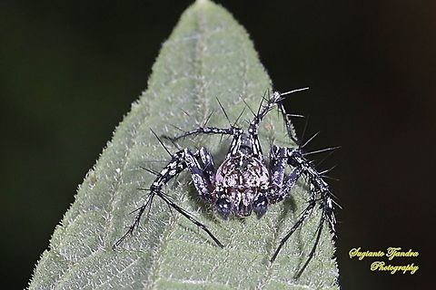 Asian Lynx Spider, Hamadruas signifera (Oxyopidae)  Geotagged,Hamadruas signifera,Indonesia,Summer