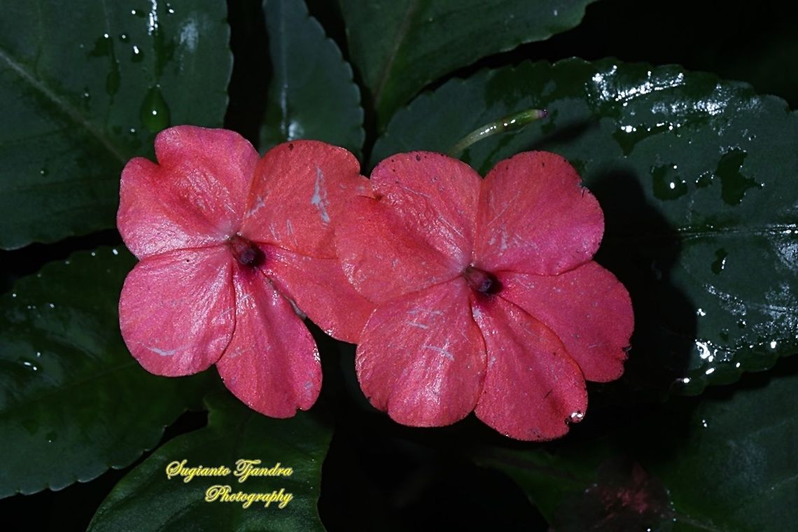 Impatiens flower, Impatiens walleriana  Busy Lizzy,Geotagged,Impatiens walleriana,Indonesia,Summer