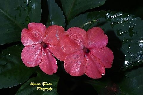 Impatiens flower, Impatiens walleriana  Busy Lizzy,Geotagged,Impatiens walleriana,Indonesia,Summer
