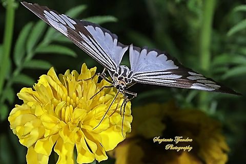 Marbled White Moth/White Tiger Moth, Nyctemera coleta sucking nectar on the yellow Mexican marigold, Tagetes erecta  Geotagged,Indonesia,Marbled White Moth,Nyctemera coleta,Summer