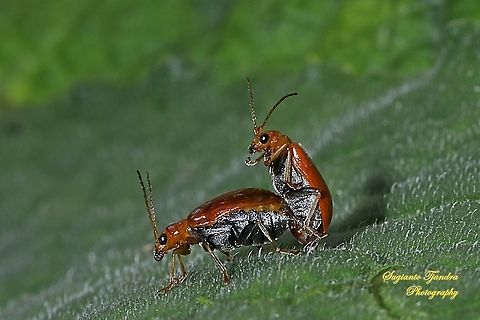 Orange leaf beetle, Chrysomelidae - "riding horse lol"  Geotagged,Indonesia,Summer