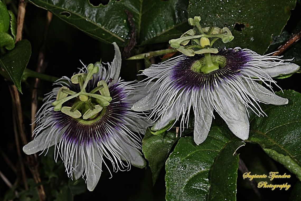 Passionfruit flower, Passiflora edulis  Common Passionfruit,Geotagged,Indonesia,Passiflora edulis,Summer