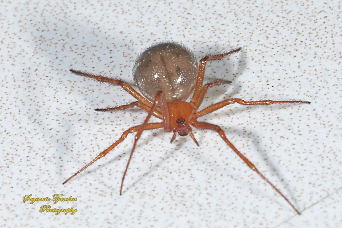Red House Spider, Nesticodes rufipes - female  Geotagged,Indonesia,Nesticodes,Nesticodes rufipes,Spring