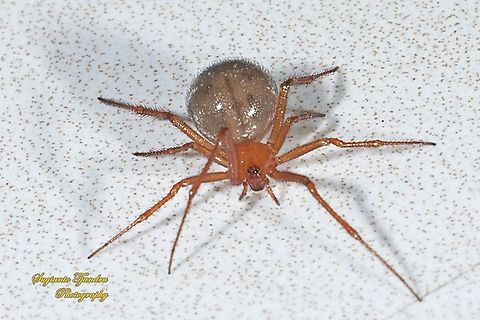 Red House Spider, Nesticodes rufipes - female  Geotagged,Indonesia,Nesticodes,Nesticodes rufipes,Spring