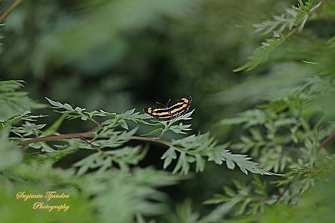 Common lascar butterfly (Pantoporia hordonia hordonia) - upper side  Common Lascar,Geotagged,Indonesia,Pantoporia hordonia,Spring