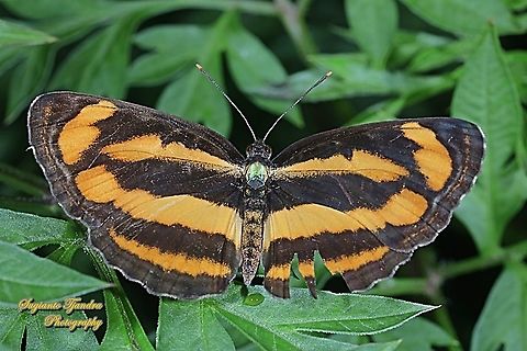 Common lascar butterfly (Pantoporia hordonia hordonia) - upper side  Common Lascar,Geotagged,Indonesia,Pantoporia hordonia,Spring