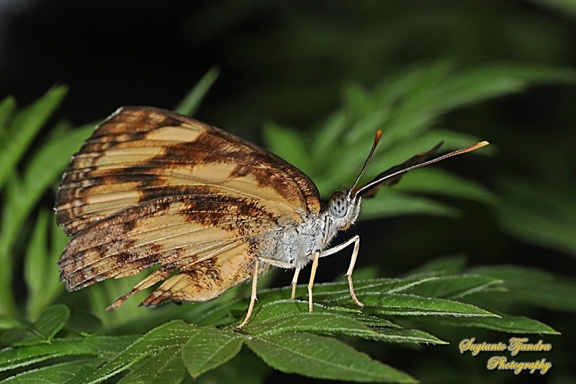 Common lascar butterfly (Pantoporia hordonia hordonia) - lower side  Common Lascar,Geotagged,Indonesia,Pantoporia hordonia,Spring