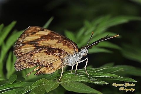 Common lascar butterfly (Pantoporia hordonia hordonia) - lower side  Common Lascar,Geotagged,Indonesia,Pantoporia hordonia,Spring