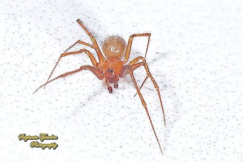 Red House Spider, Nesticodes rufipes - Male  Geotagged,Indonesia,Nesticodes,Nesticodes rufipes,Spring