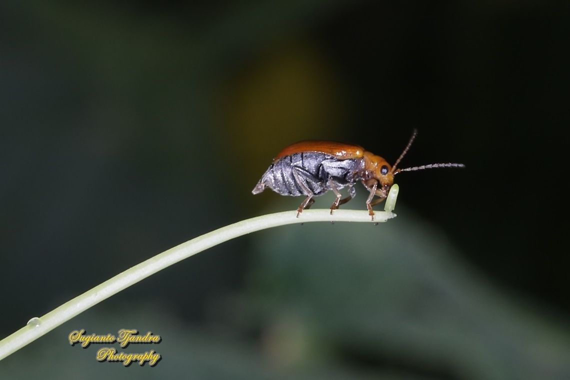 Orange leaf beetle, Chrysomelidae  Geotagged,Indonesia,Summer