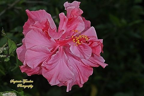 Pink Hibiscus flower/Kembang Sepatu, Hibiscus rosa-sinensis  Chinese hibiscus,Geotagged,Hibiscus rosa-sinensis,Indonesia,Summer