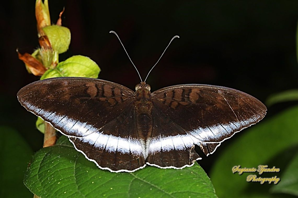 Horsfield's Baron, Java Tanaecia iapis iapis  Geotagged,Horsfield's Baron,Indonesia,Summer,Tanaecia iapis