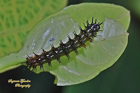 Caterpillar of the Autumn leaf butterfly, Doleschallia bisaltide  Autumn leaf,Doleschallia bisaltide,Geotagged,Indonesia,Summer