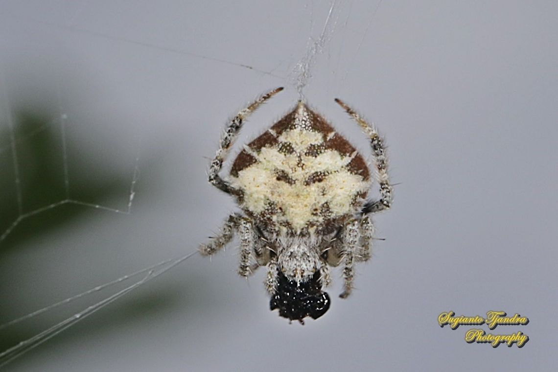 Orb-weaver Spider, Eriovixia laglaizei w/prey  Eriovixia laglaizei,Geotagged,Indonesia,Summer