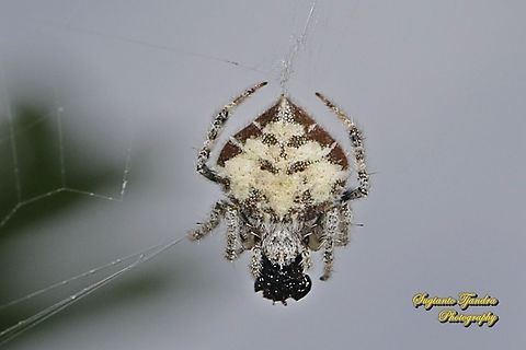 Orb-weaver Spider, Eriovixia laglaizei w/prey  Eriovixia laglaizei,Geotagged,Indonesia,Summer