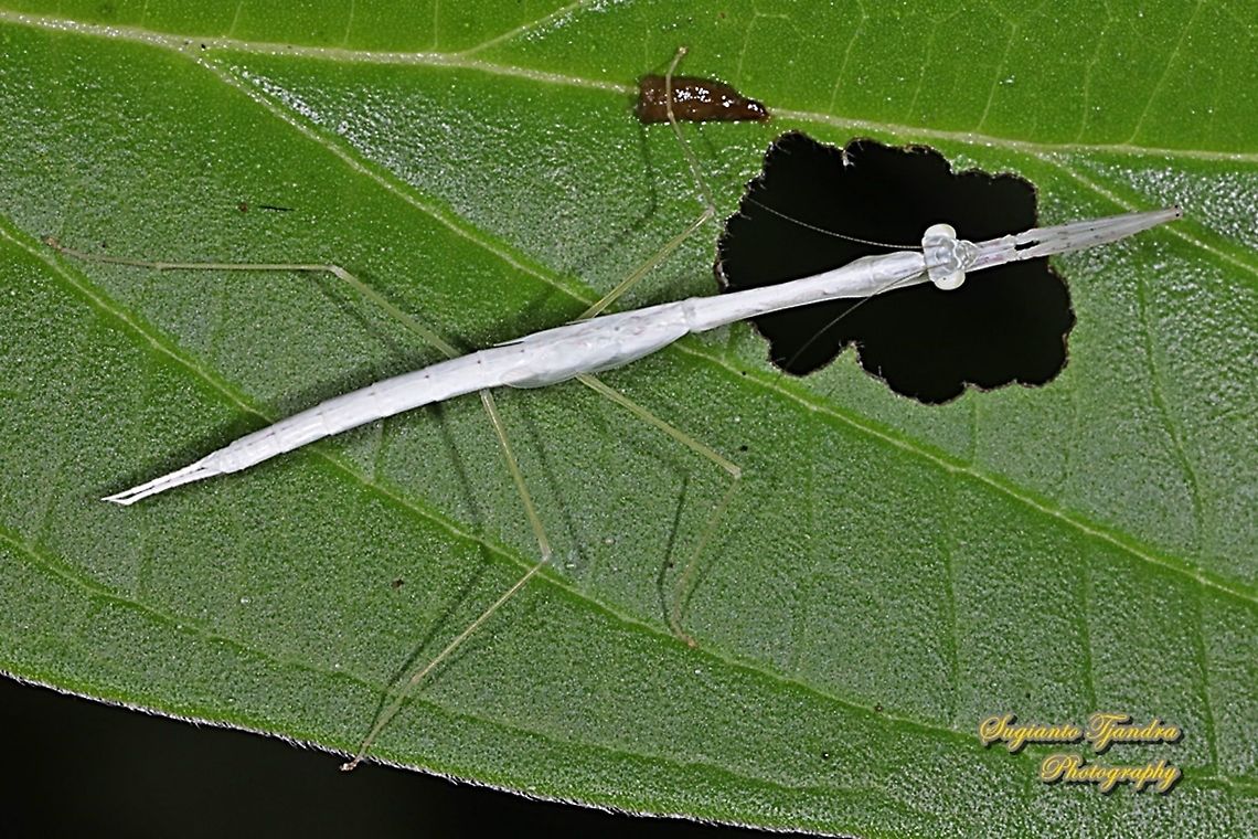 White praying mantis, Mantidae  Geotagged,Indonesia,Summer