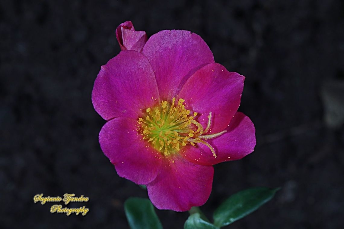 Krokot Mawar/ Moss rose, Portulaca grandiflora - red  Geotagged,Indonesia,Portulaca grandiflora,Summer