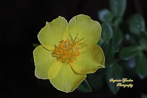 Krokot Mawar/ Moss rose, Portulaca grandiflora - Yellow  Geotagged,Indonesia,Portulaca grandiflora,Summer