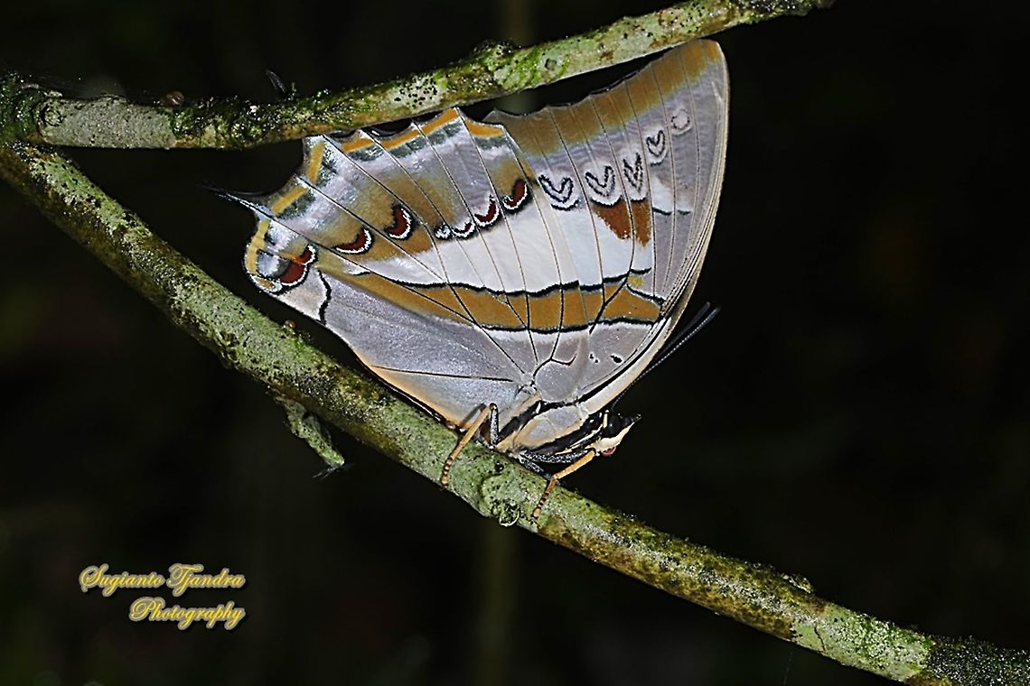 Blue nawab, Polyura schreiber - lowerside  Blue nawab,Geotagged,Indonesia,Polyura schreiber,Summer