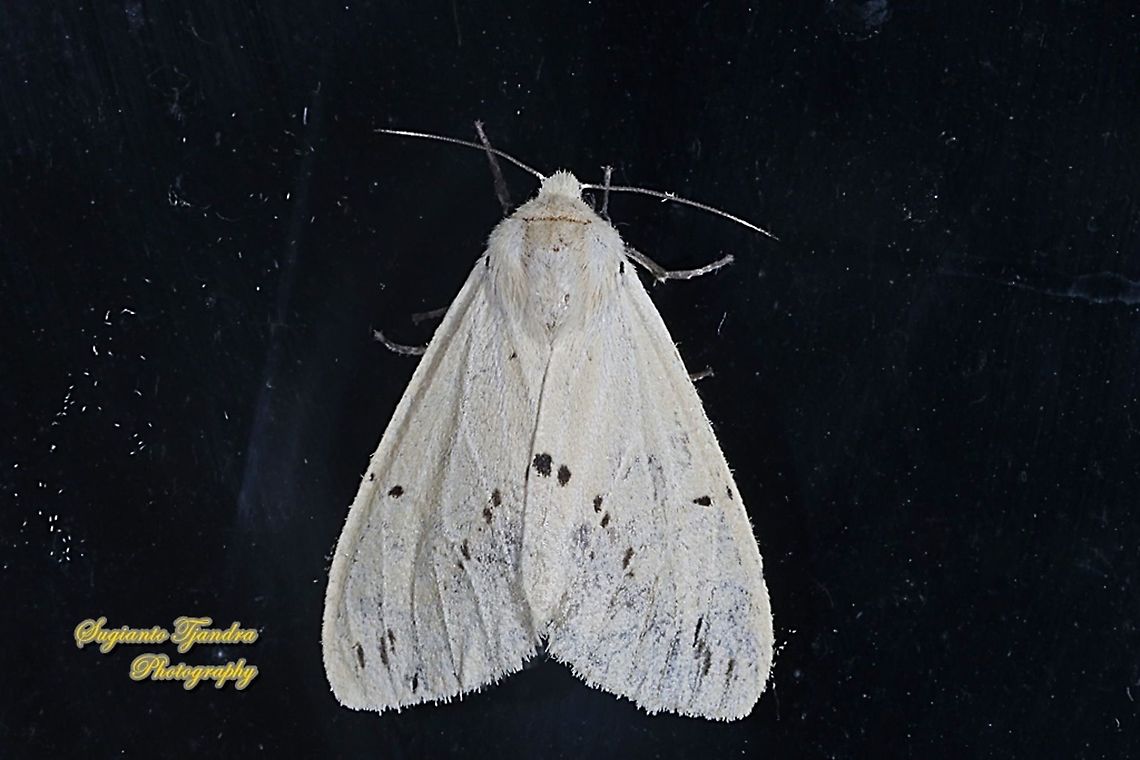 Buff ermine moth, Spilarctia luteum  Buff ermine,Geotagged,Indonesia,Spilarctia luteum,Summer