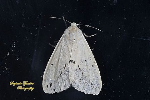 Buff ermine moth, Spilarctia luteum  Buff ermine,Geotagged,Indonesia,Spilarctia luteum,Summer