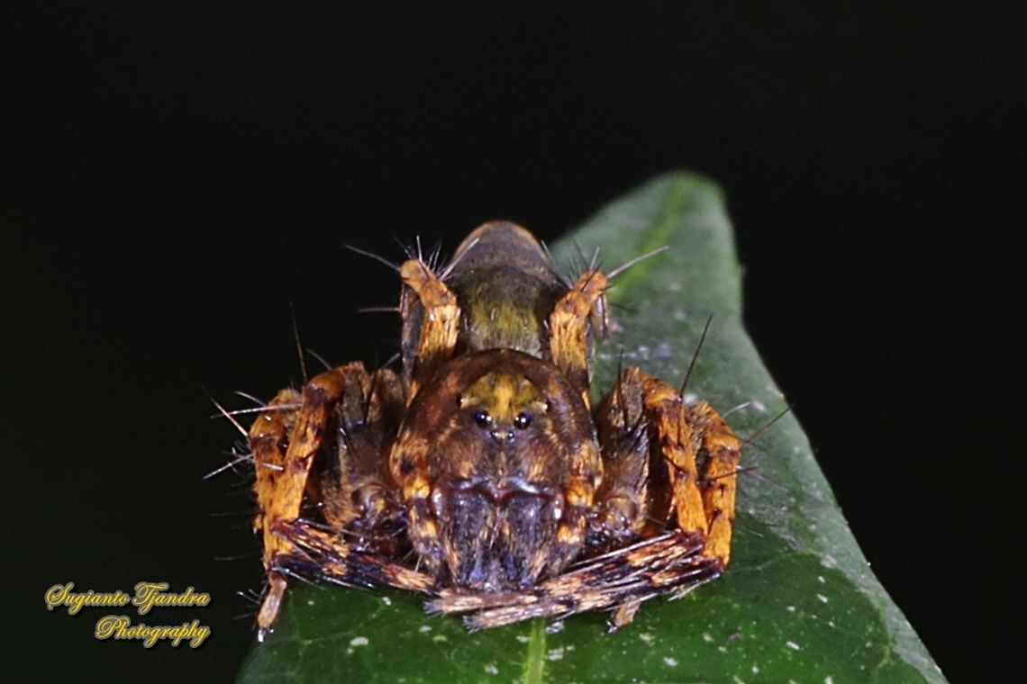 Asian Lynx Spider, Hamadruas signifera (Oxyopidae)  Geotagged,Indonesia,Summer