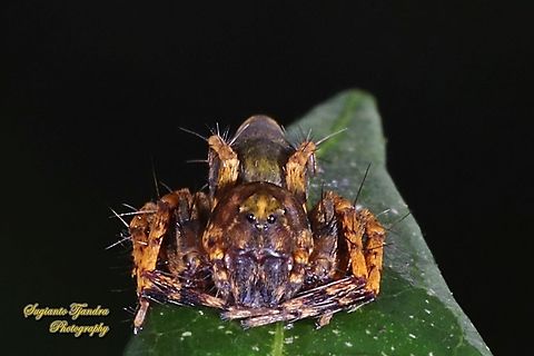 Asian Lynx Spider, Hamadruas signifera (Oxyopidae)  Geotagged,Indonesia,Summer