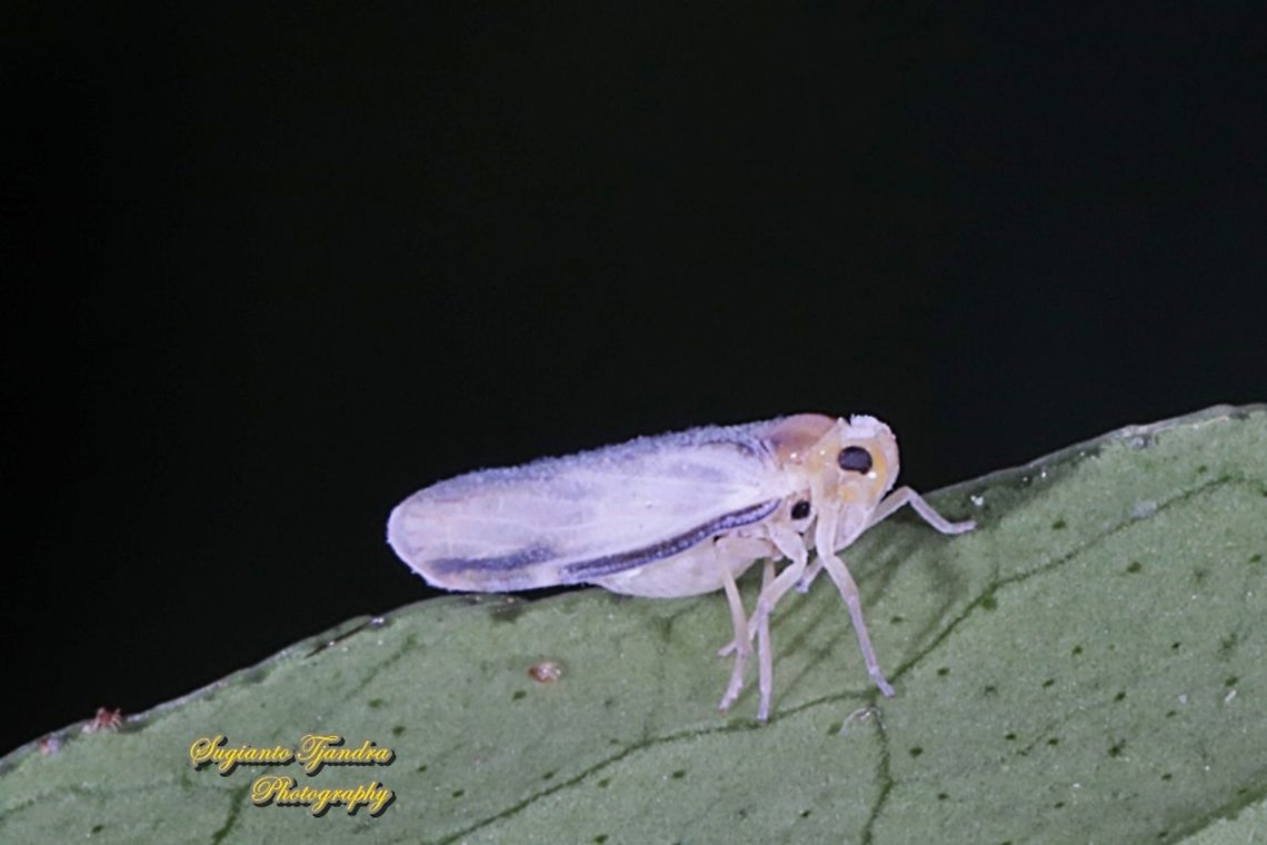 Leafhopper, Cicadellidae Sp..  Geotagged,Indonesia,Summer