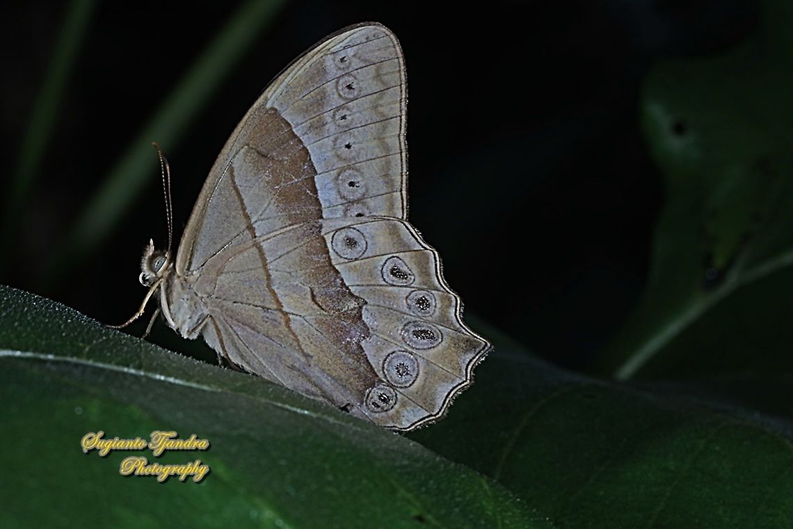 Lethe manthara manthara - female  Geotagged,Indonesia,Summer