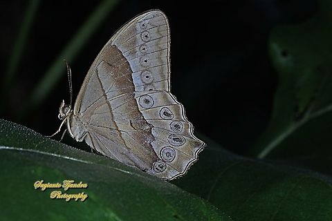 Lethe manthara manthara - female  Geotagged,Indonesia,Summer