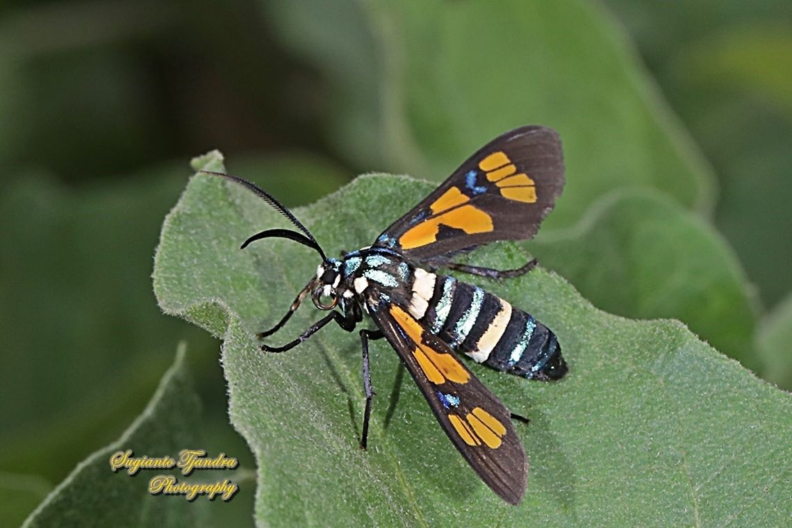 Tiger wasp moth, Euchromia horsfieldi  Euchromia horsfieldi,Geotagged,Indonesia,Summer