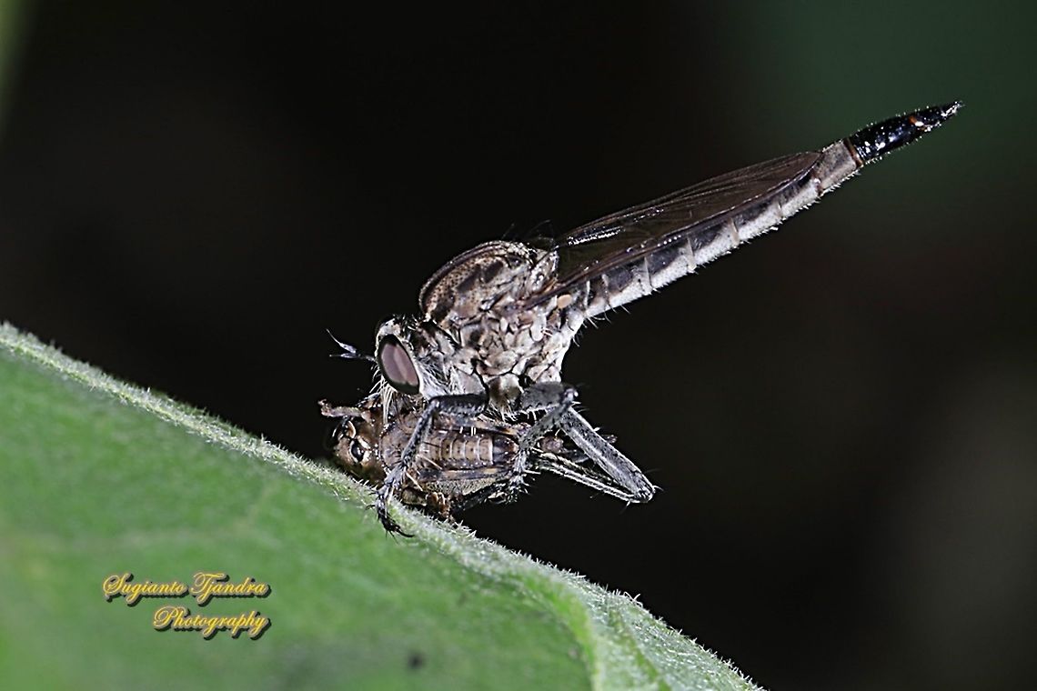 Black Robber fly, Asilidae w/prey  Geotagged,Indonesia,Summer