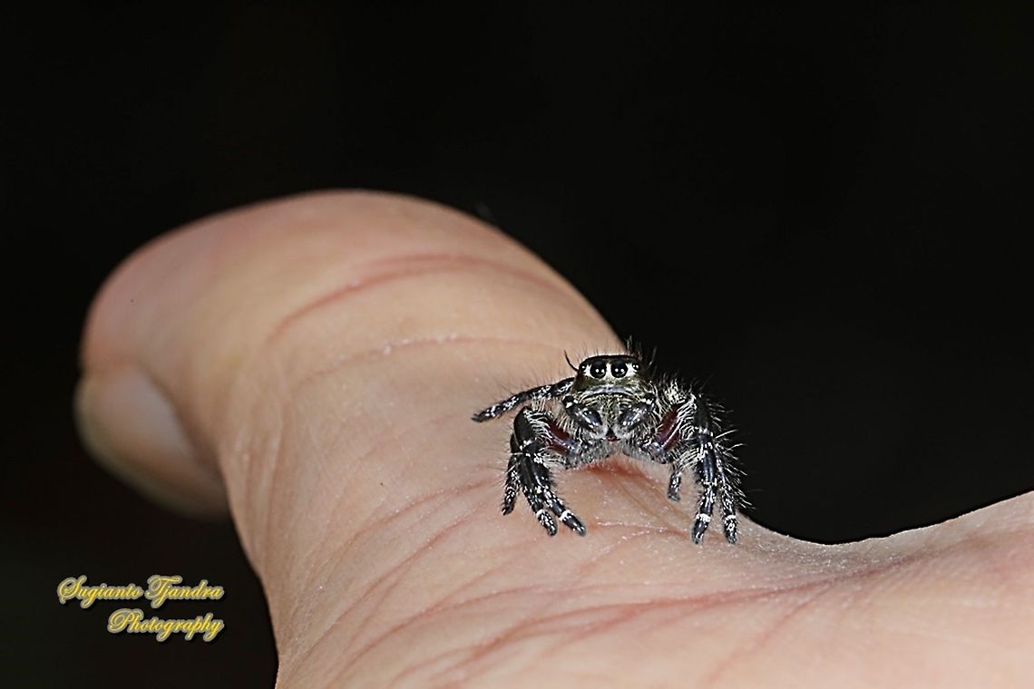 Jumping Spider, Hyllus diardi, Salticidae - male  Geotagged,Hyllus diardi,Indonesia,Summer