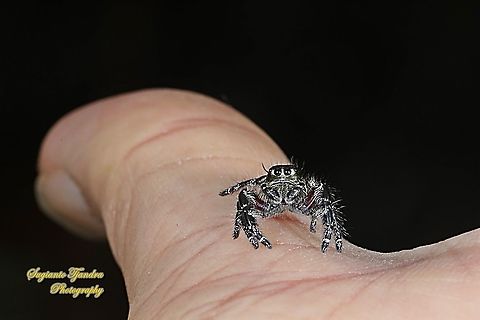 Jumping Spider, Hyllus diardi, Salticidae - male  Geotagged,Hyllus diardi,Indonesia,Summer