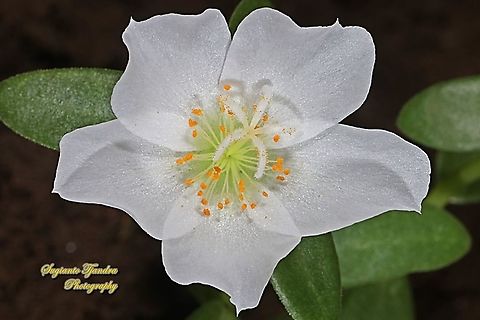 Krokot Mawar/ Moss rose, Portulaca grandiflora - White  Geotagged,Indonesia,Portulaca grandiflora,Summer