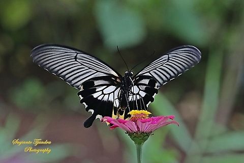 Great Mormon Swallowtail Butterfly, Papilio memnon, (Papilionidae) - female "sucking nectar on the Zinnia flower"  Geotagged,Great Mormon,Indonesia,Papilio memnon,Summer